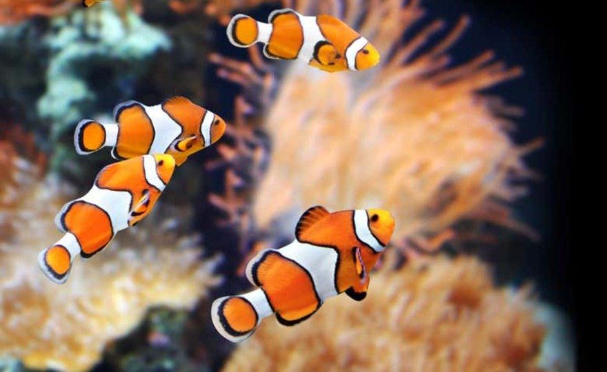Entrada al Acuario de Gijón