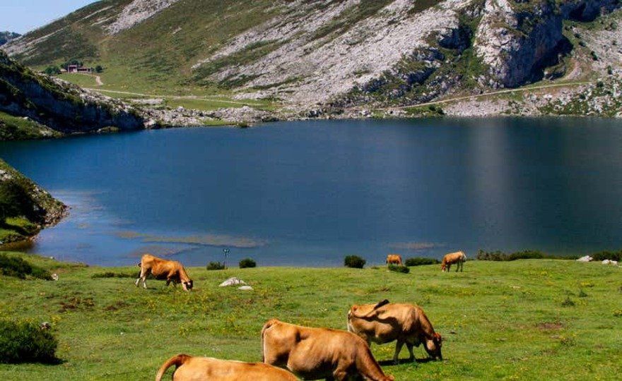 Excursión a los lagos de Covadonga